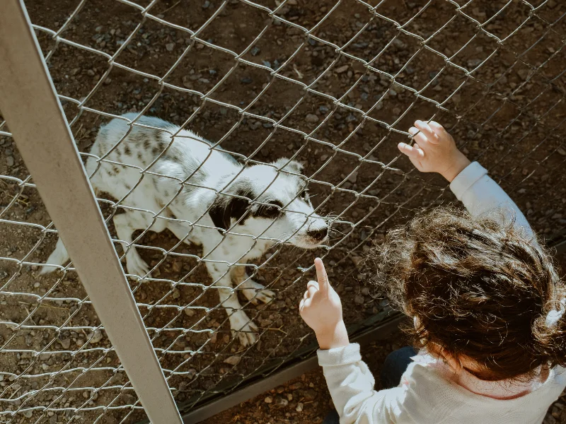 Child reaching toward a white and black spotted dog behind a chain-link fence at an animal shelter.