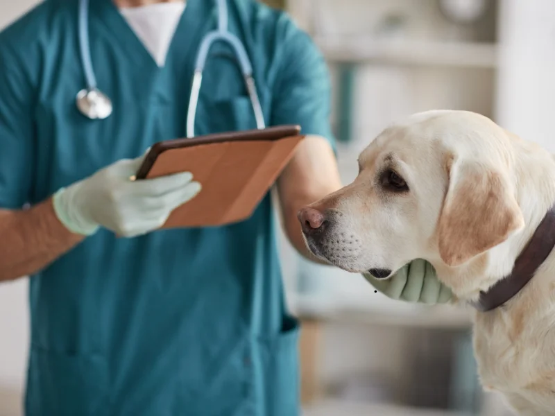 A veterinarian holding a tablet while examining a Labrador dog in a clinic.