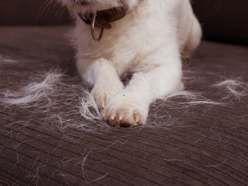Dog with white fur shedding hair on couch due to allergies