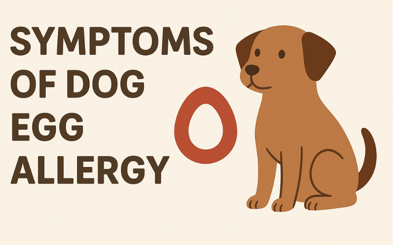 Dog showing symptoms of egg allergy such as itching, redness, and skin irritation.