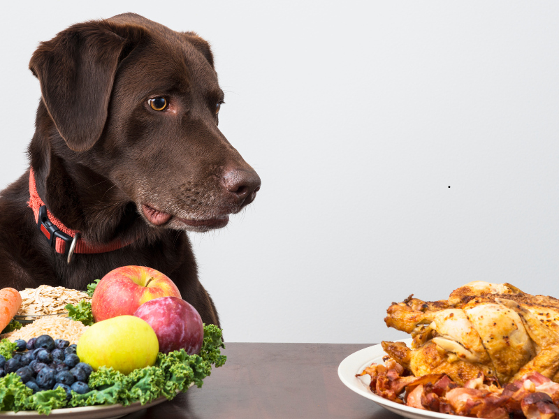 Dog choosing between healthy food and meat – best dog food for dogs with allergies