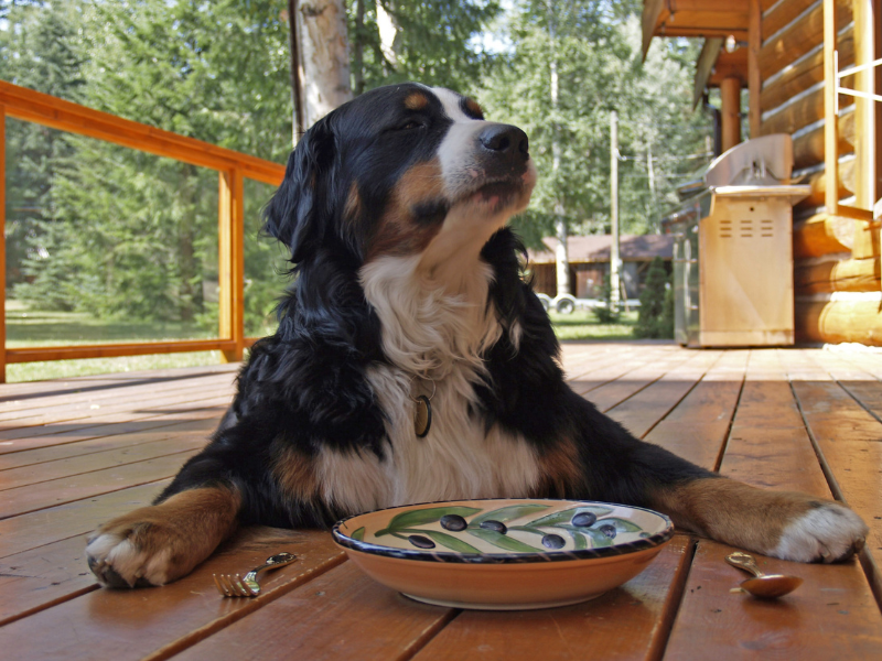 Bernese Mountain Dog relaxing on a wooden deck beside an empty food plate and utensils, with a cozy log cabin and forest trees in the background.