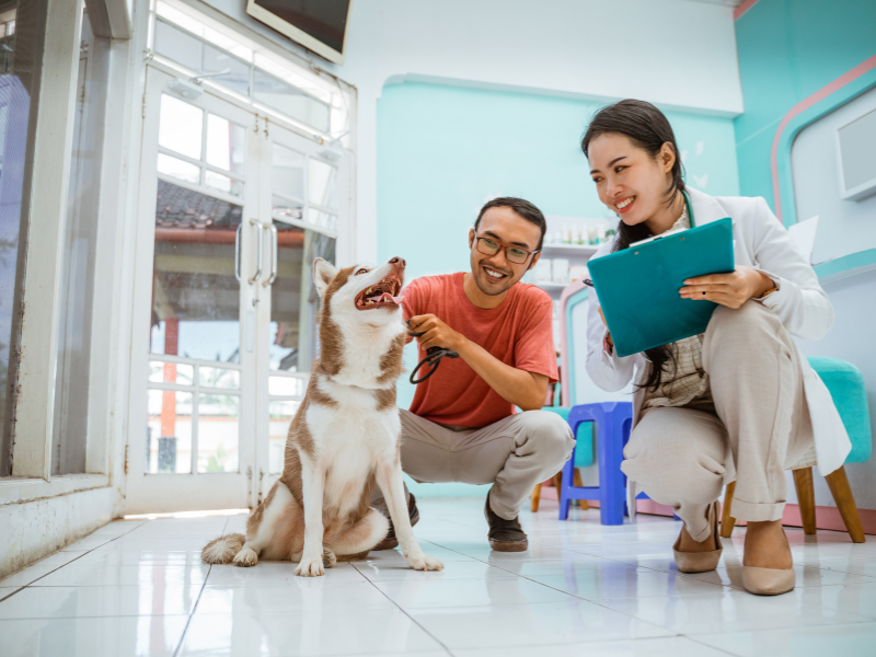 Dog at vet clinic for allergy checkup with owner and veterinarian