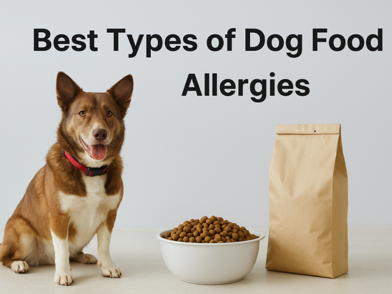 Healthy dog eating allergy-friendly food with vegetables, grains, and protein sources