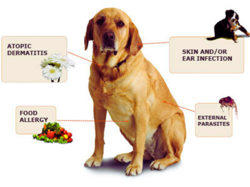 Dog with captions: "Atopic Dermatitis," "Food Allergy," "Skin/Ear Infection," and "External Parasites."