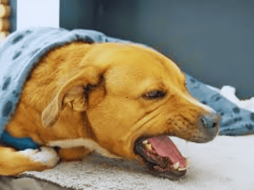 Dog Cough Symptoms Linked to Infections