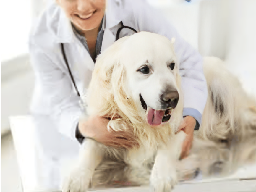 "Veterinarian examining Golden Retriever for dog coughing allergies, indoor clinic, healthy checkup for allergic cough in dogs"