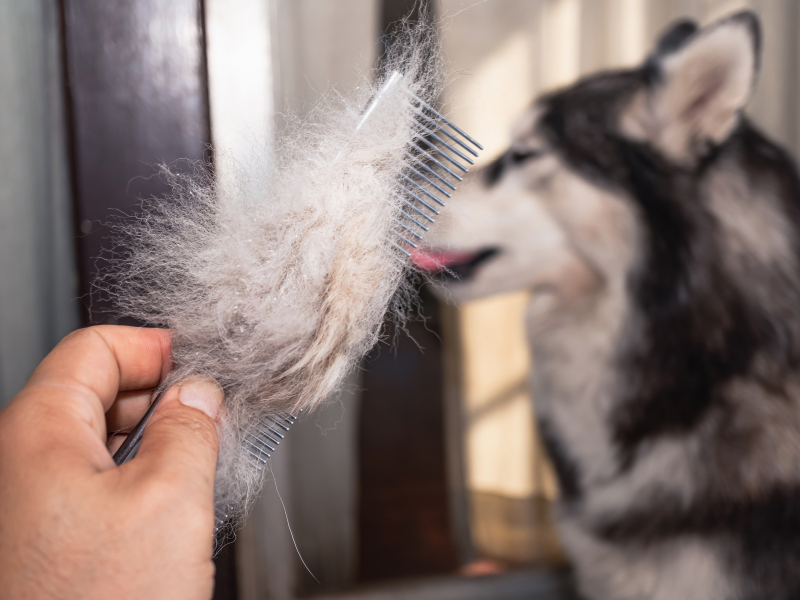 Dog hair loss allergy treatment — person combing out loose fur from a shedding dog