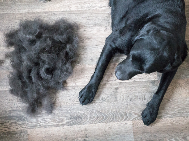 Black Labrador shedding fur after grooming on wooden floor.