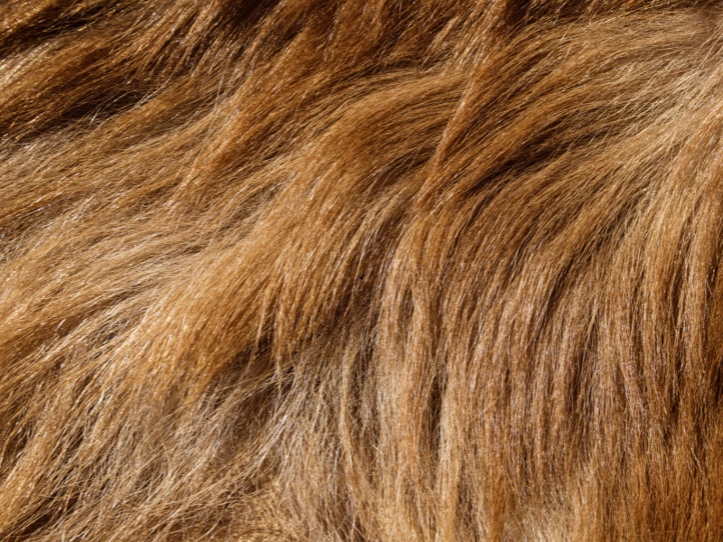 Close-up of golden brown dog fur showing texture and shine.
