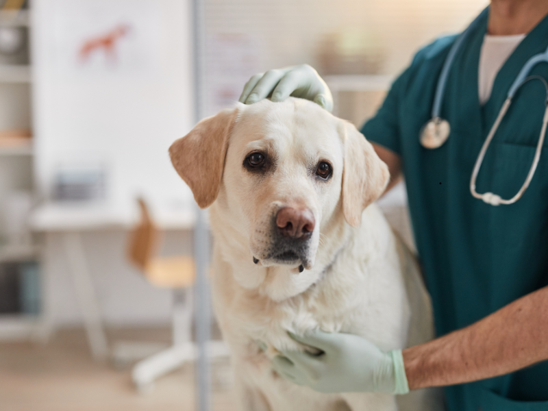 Vet examining a sick Labrador to find the cause of blood in dog vomit.