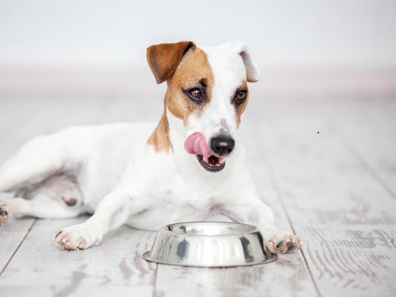 Small white and brown dog licking its mouth beside a stainless steel bowl on a wooden floor.