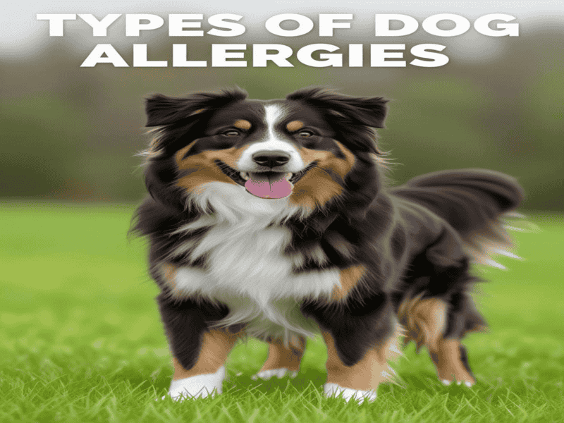A happy tricolor dog standing on green grass with the words “Types of Dog Allergies” written above.