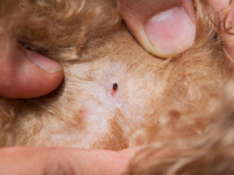 Hands gently part brown dog fur to reveal a small embedded tick on the skin, showing careful tick check and pet care.