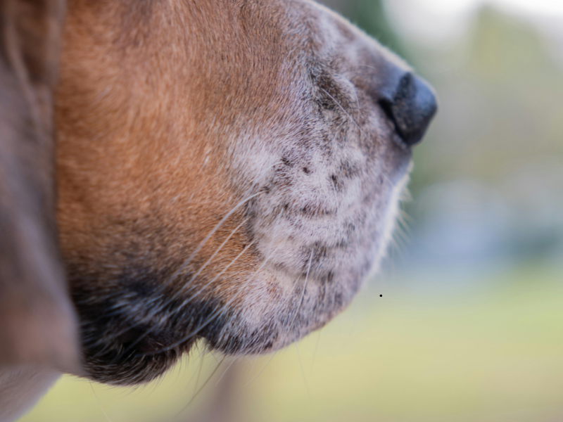 Close-up of dog’s muzzle with nose, whiskers, and soft fur texture against blurred background.