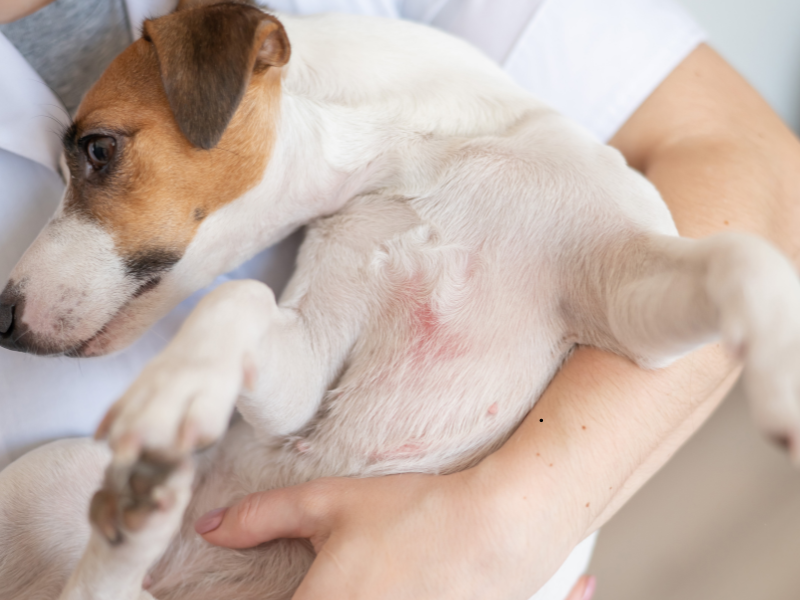 illustration showing itchy skin, scratching, digestive issues, and hot spots in dogs
