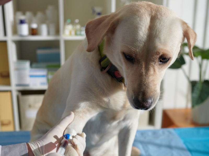 performing allergy test on dog to diagnose chicken allergy and food intolerance