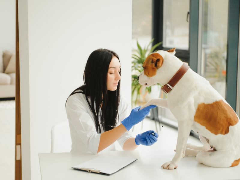 Veterinarian examining a dog’s paw during a checkup