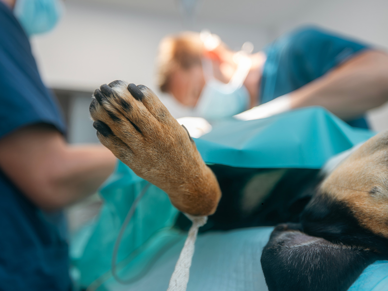 Veterinarians performing surgery on a dog in an operating room