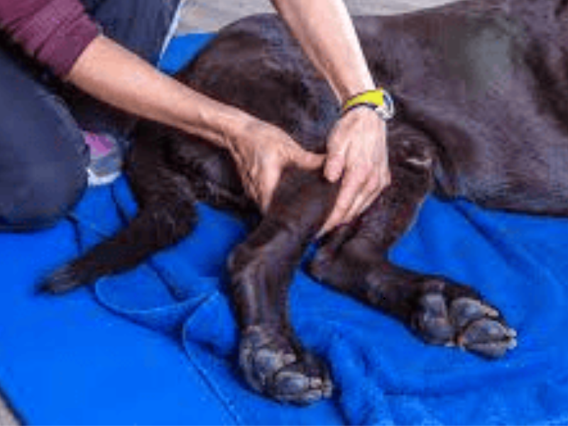 nerve damage for dog