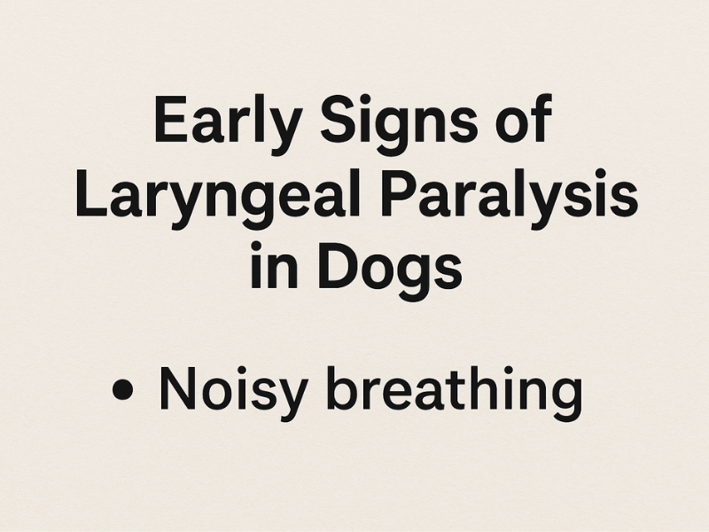 Early signs of laryngeal paralysis