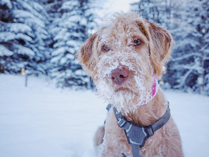 Dog with thinning fur and irritated facial hair standing in snow, commonly associated with canine hair loss, allergies, or skin sensitivity in cold weather