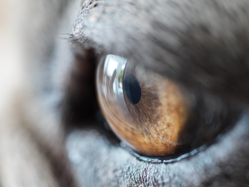 Close-up of a brown-orange eye of an animal, likely a cat. The pupil is dilated, and the fur around the eye is soft and grayish. The image conveys focus and alertness.