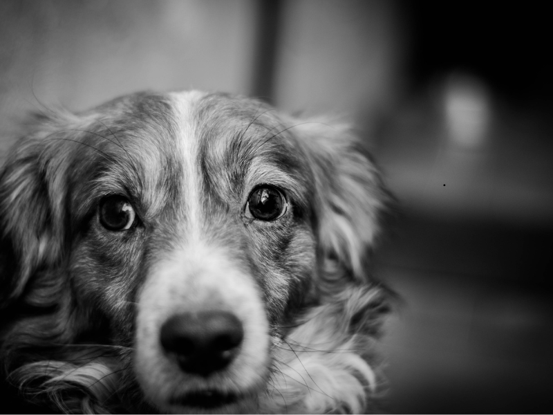 Close-up of a dog’s face showing mild signs of skin irritation around the eyes, representing the need for skin allergy medicine for dogs.