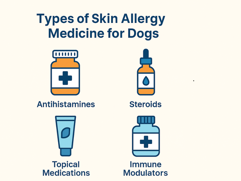 Infographic showing different types of skin allergy medicine for dogs including antihistamines, steroids, topical treatments, and immune modulators.