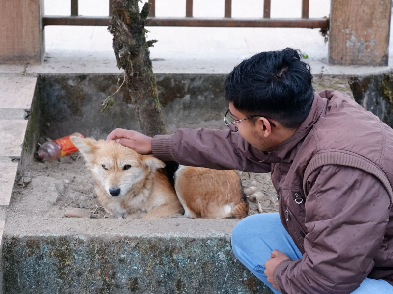 A man gently petting a dog outdoors, symbolizing care, prevention, and long-term support for canine health.