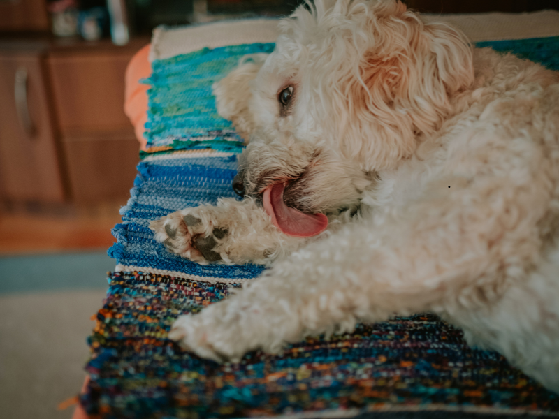 Fluffy white dog resting on a colorful woven mat with its tongue out. The cozy setting and soft lighting convey warmth and relaxation.