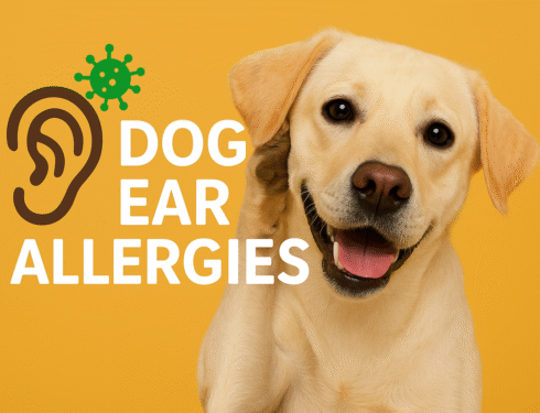 Vet examining a dog’s ear for allergies