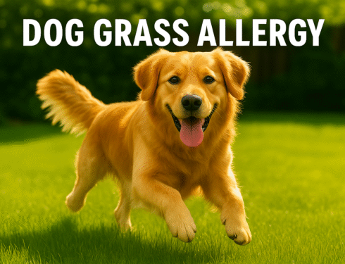 Dog playing on grass with allergy relief