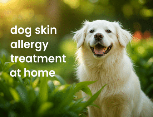 White dog with healthy skin after home allergy treatment