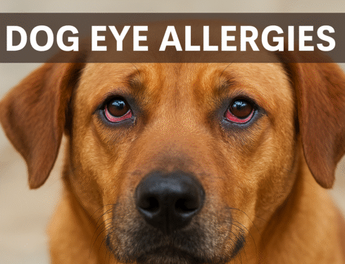 Dog with red, watery eyes caused by allergies"