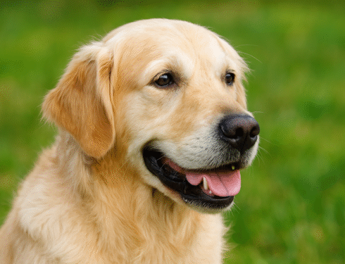 Golden Retriever sitting outdoors with relaxed expression, representing a dog with laryngeal paralysis