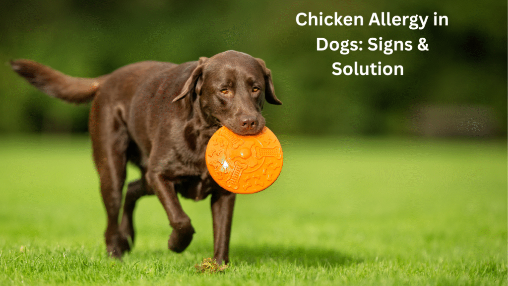 Chicken Allergy in Dogs: Signs & amp; Solutions