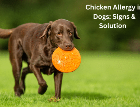 Chicken allergy in dogs signs & solution