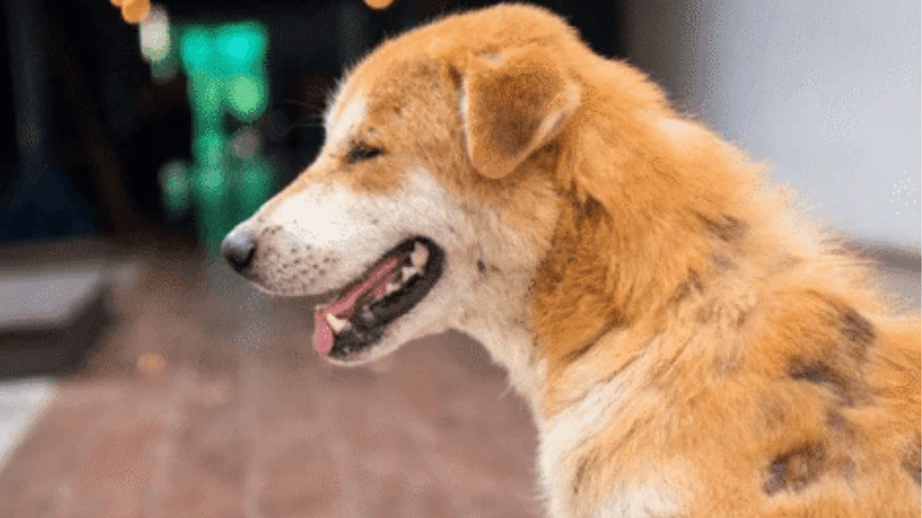 Common Dog Skin Diseases: A Pet Parent’s Guide