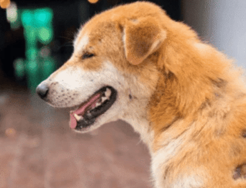 Circular hair loss patch caused by mange in dogs