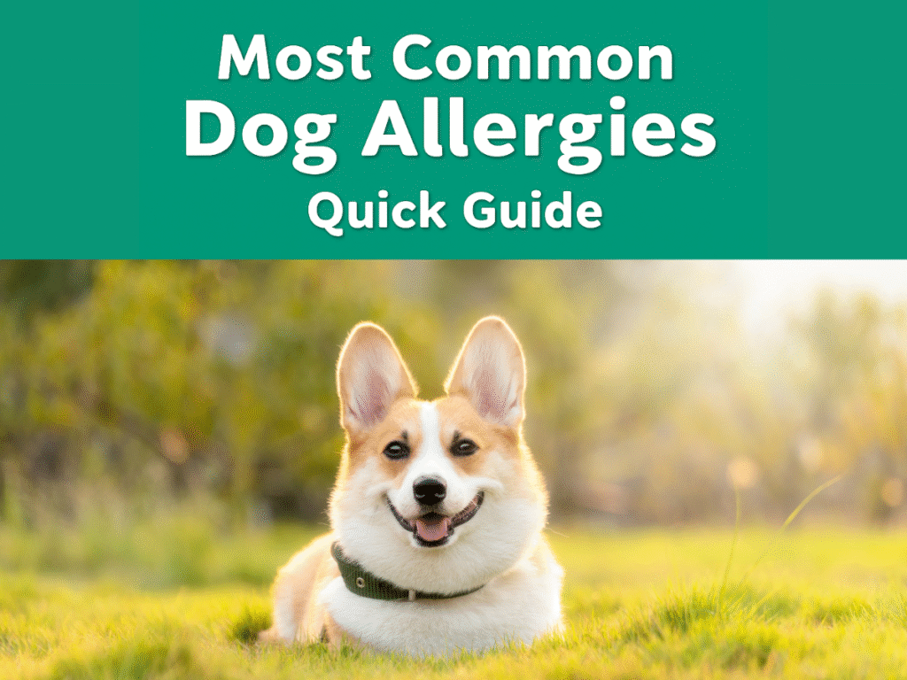 Most Common Dog Allergies: Quick Guide