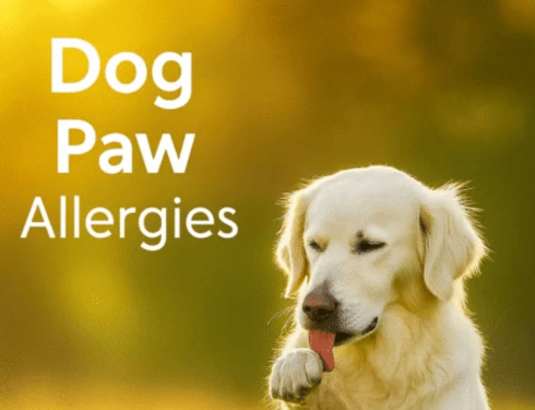 Dog licking its irritated paw due to allergy.