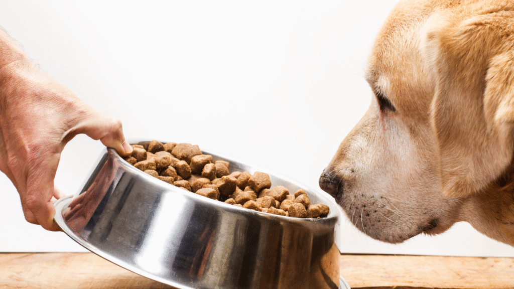 Best Dog Food for Dogs with Allergies (2025) | Vet Guide