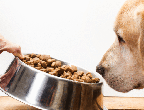 Golden retriever smelling a bowl of dry dog food for allergies on a wooden surface