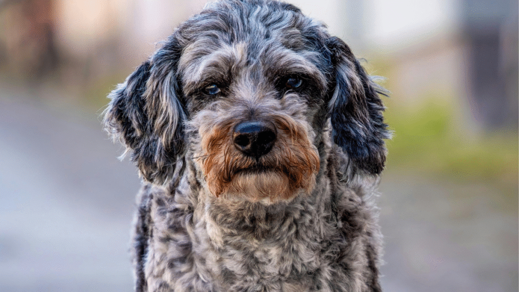 Dog Throwing Up Blood: Causes and What to Do