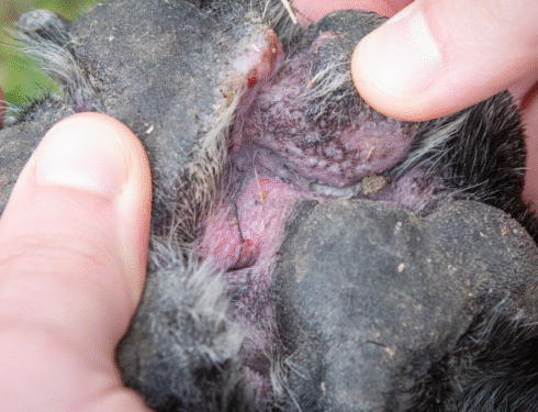 Close-up of a dog's paw showing redness and irritation caused by a yeast infection or pododermatitis.