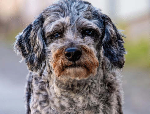 Sick dog looking weak and tired, possible sign of throwing up blood.