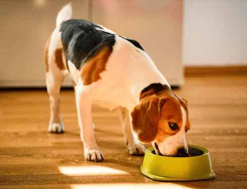 Homemade dog food for skin allergies shown in a bowl with fresh ingredients like salmon, sweet potatoes, and vegetables, promoting a natural diet for dogs with sensitive skin.