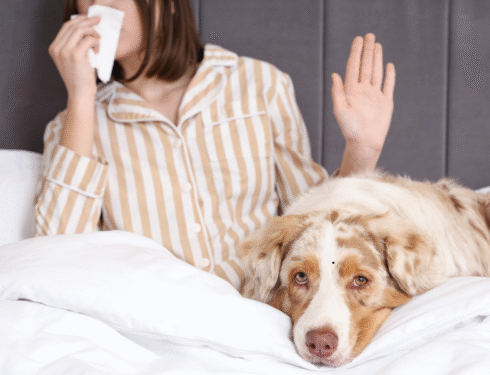 Canine Allergic Reaction: Symptoms & Relief