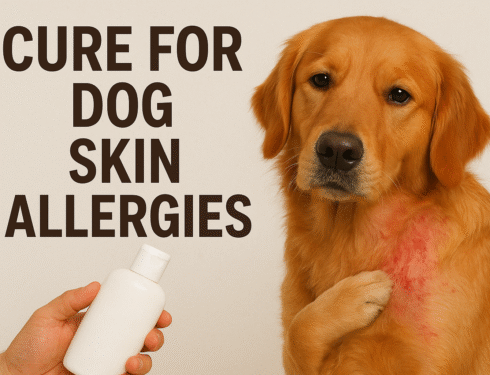 Golden retriever with a visible red skin allergy patch while an owner holds a treatment bottle nearby